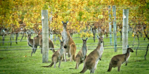 Australia