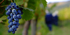 Cabernet Sauvignon