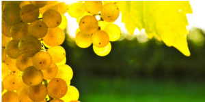 Chardonnay