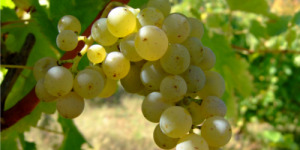Chenin Blanc
