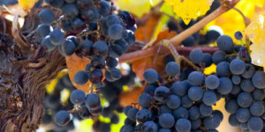 Malbec