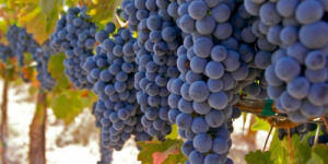 Merlot