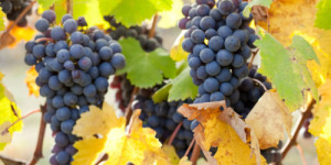 Nebbiolo