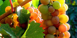 Pinot Grigio