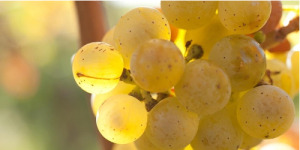 Riesling