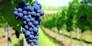 Sangiovese