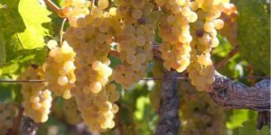 Sauvignon Blanc