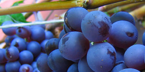 Shiraz