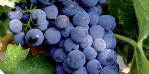 Tempranillo