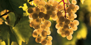 Viognier